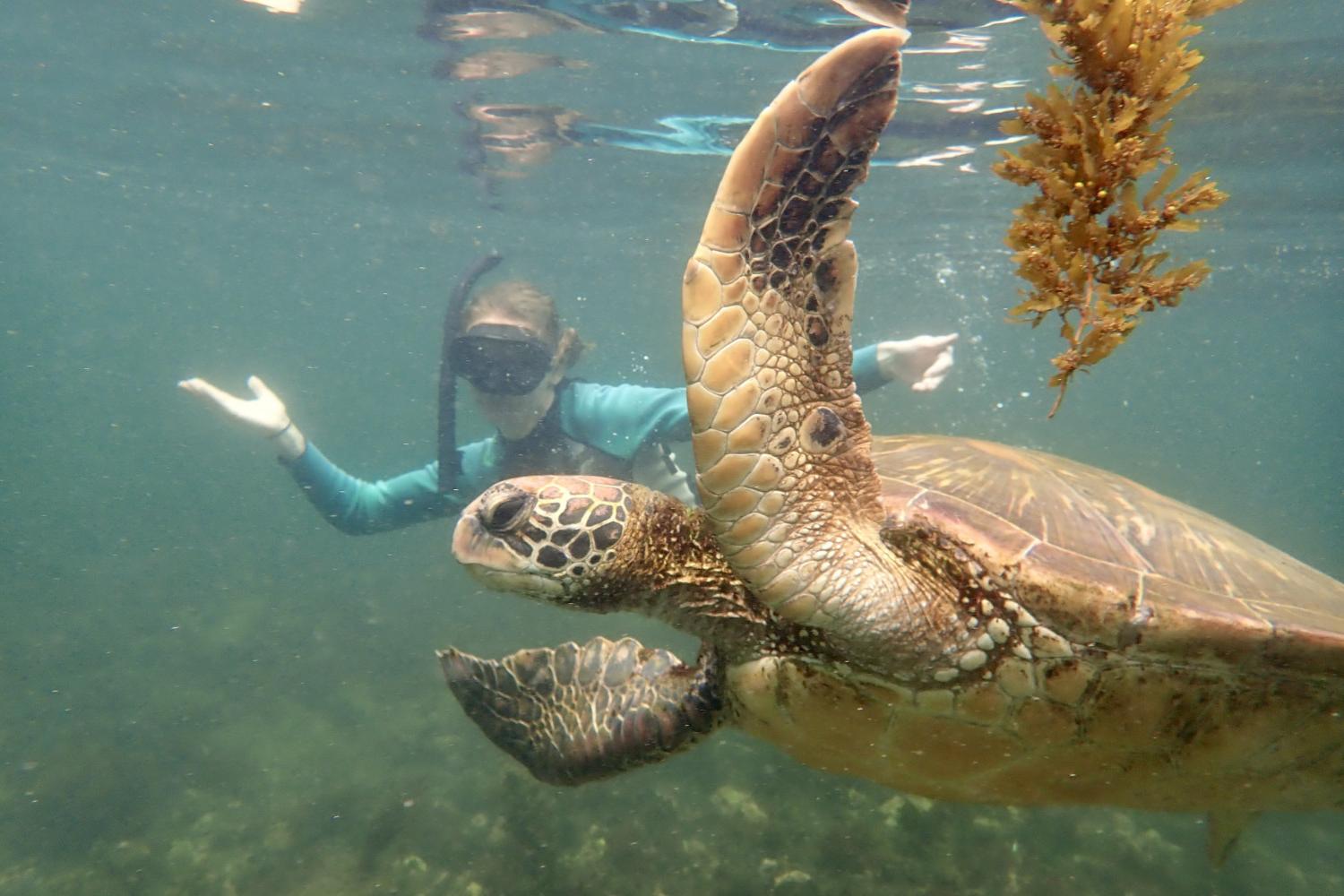 一名<a href='http://aysv.ngskmc-eis.net'>bv伟德ios下载</a>学生在Galápagos群岛游学途中与一只巨龟游泳.